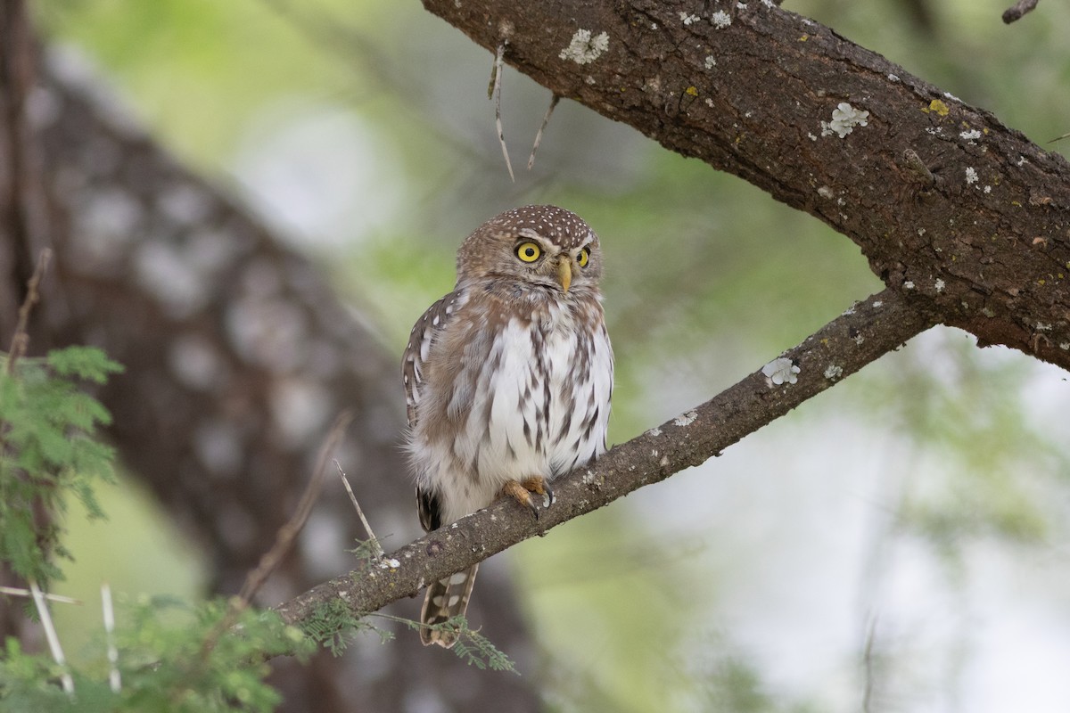 Pearl-spotted Owlet - ML621045891