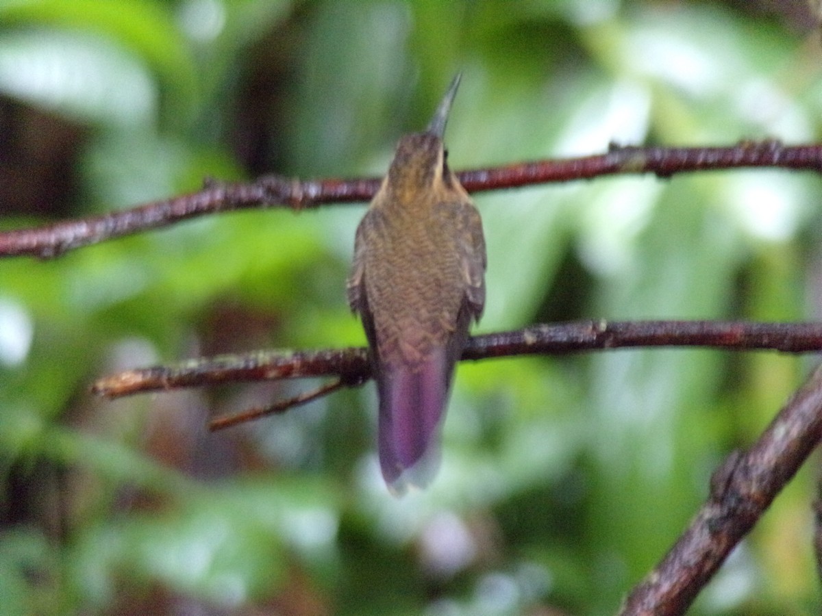 kolibřík pilozobý - ML621045893