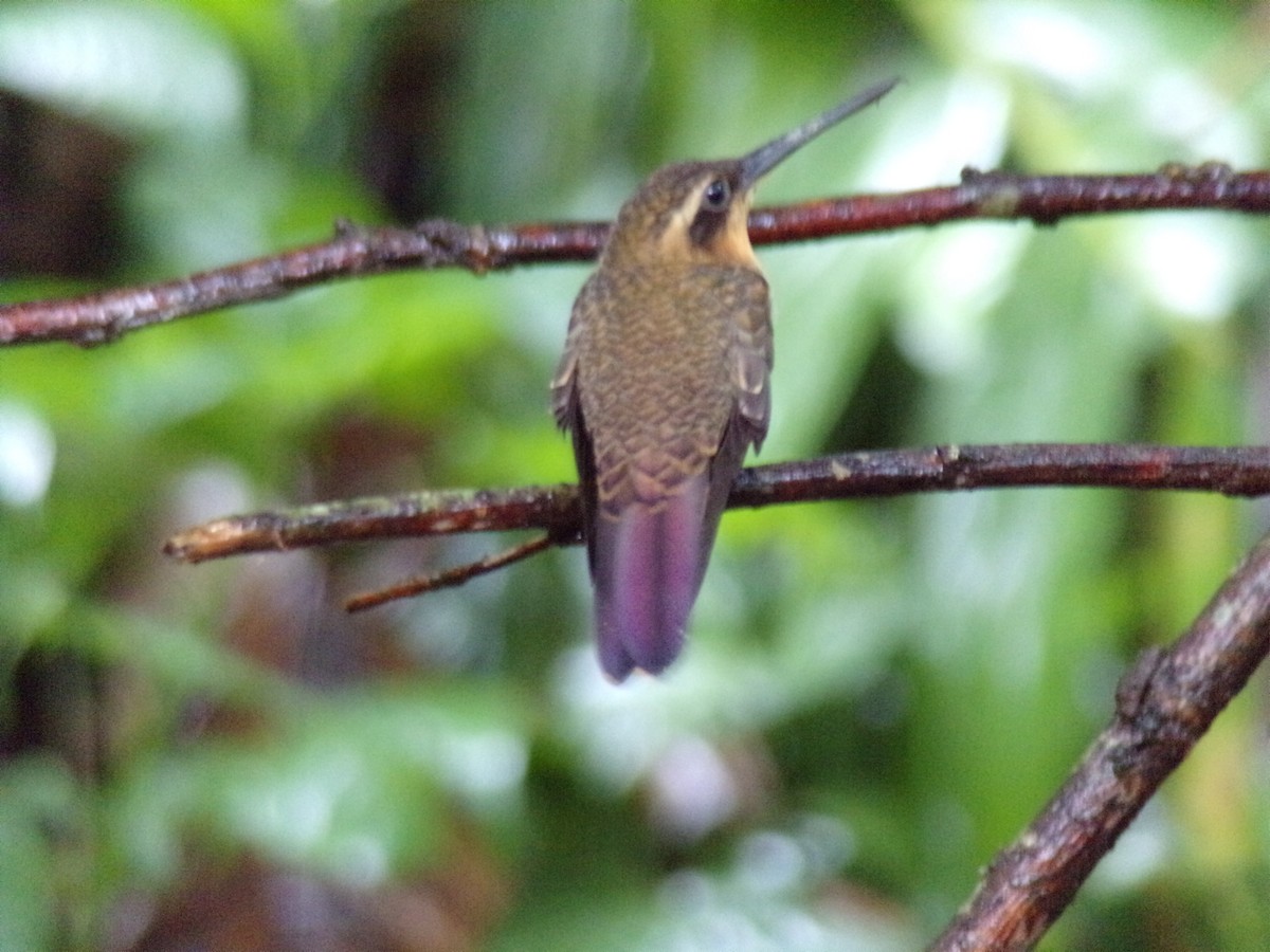 kolibřík pilozobý - ML621045894