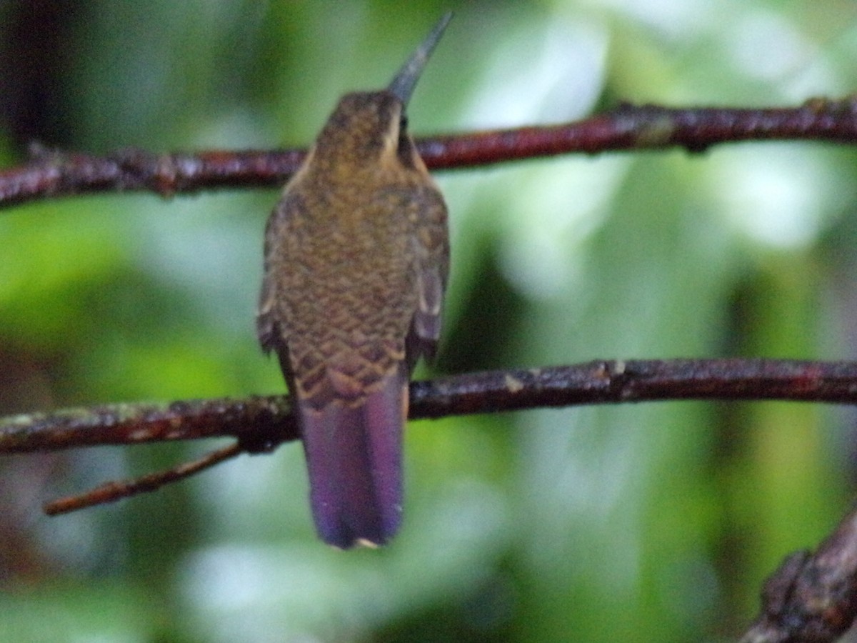 kolibřík pilozobý - ML621045895