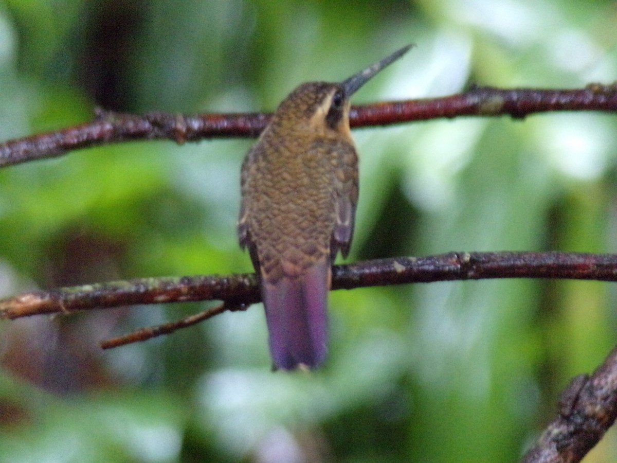 kolibřík pilozobý - ML621045896