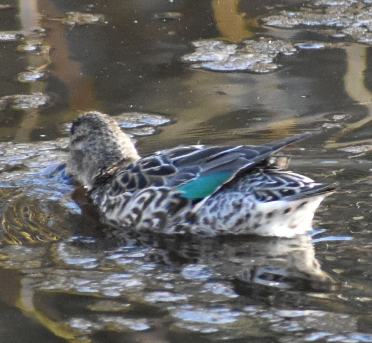 Green-winged Teal - ML621045916