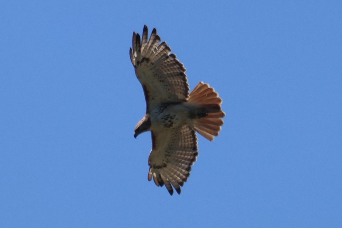 Red-tailed Hawk - ML621045918