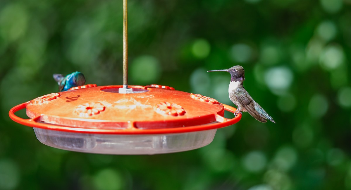 Black-chinned Hummingbird - ML621045974