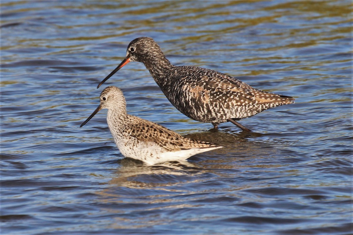 Spotted Redshank - ML621045984