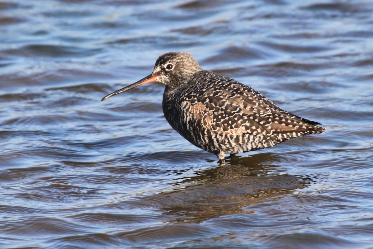 Spotted Redshank - ML621045985