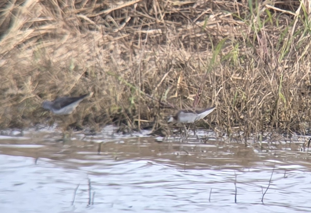 Wilson's Phalarope - ML621045997