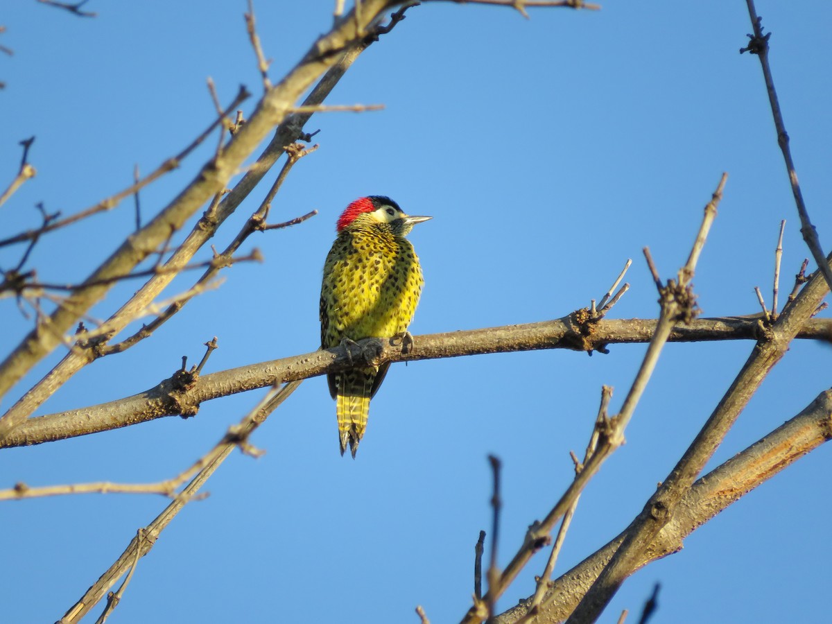 Green-barred Woodpecker - ML621046013