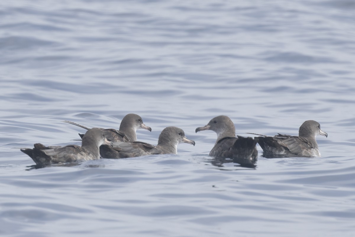 Pink-footed Shearwater - ML621046032