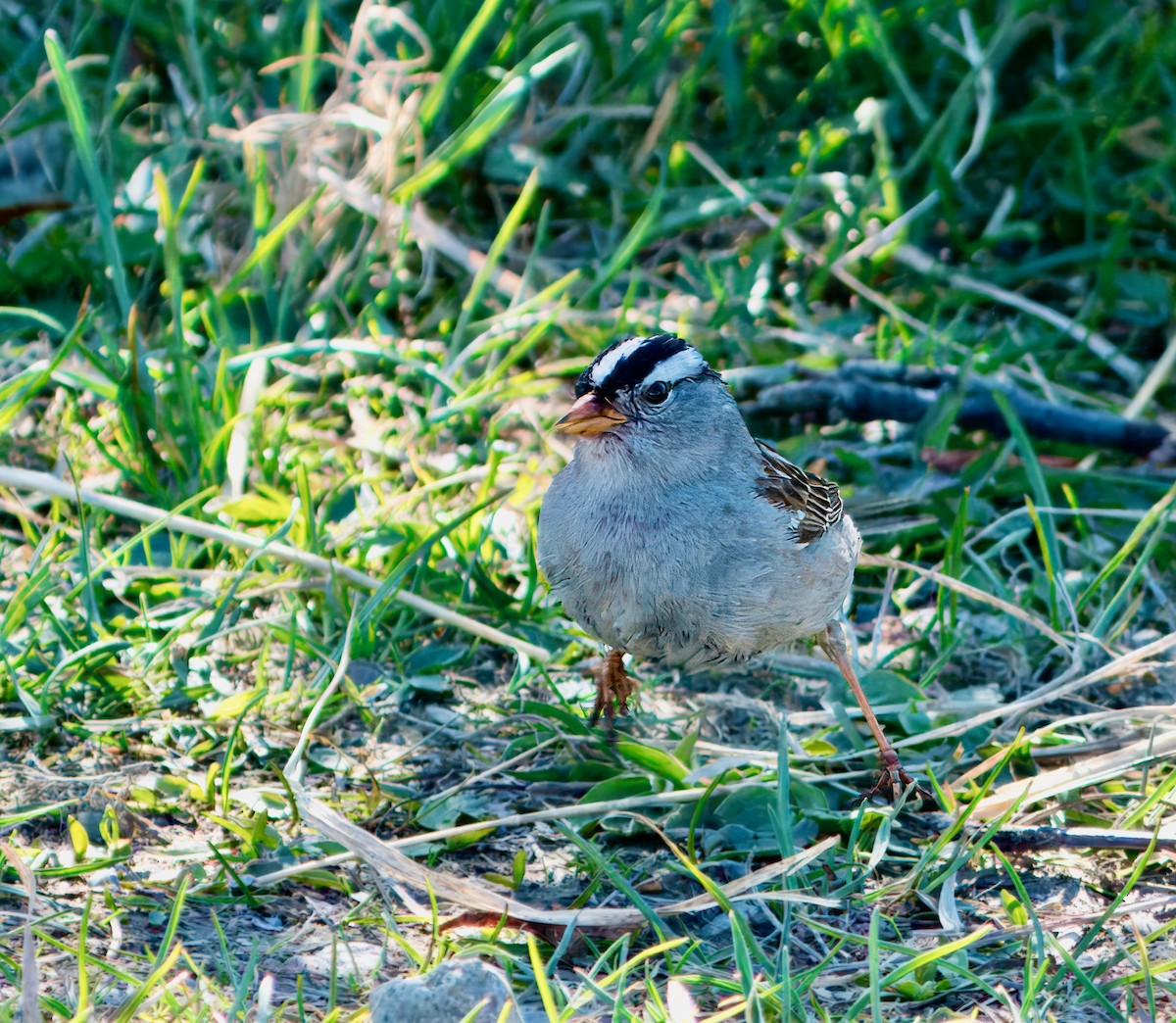 White-crowned Sparrow - ML621046091