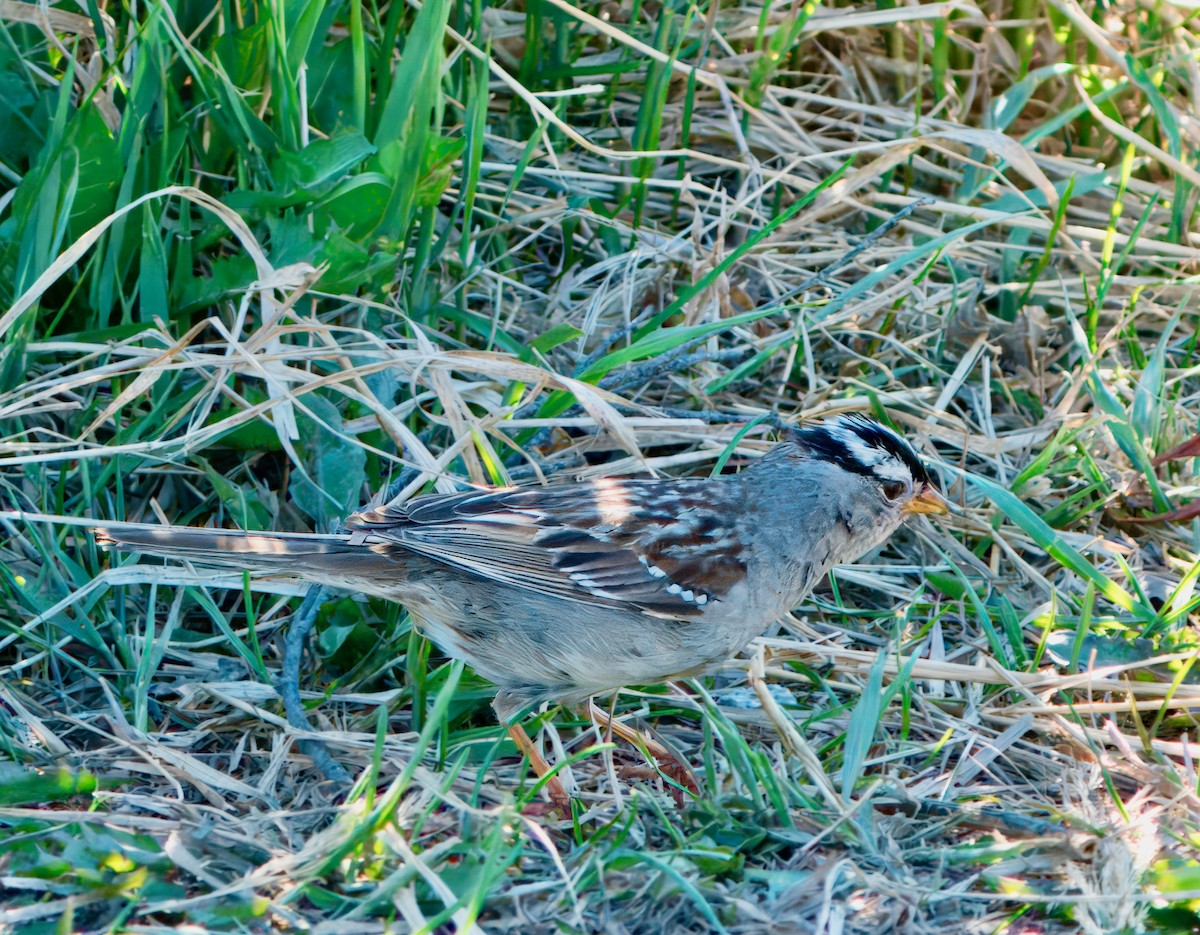 White-crowned Sparrow - ML621046092