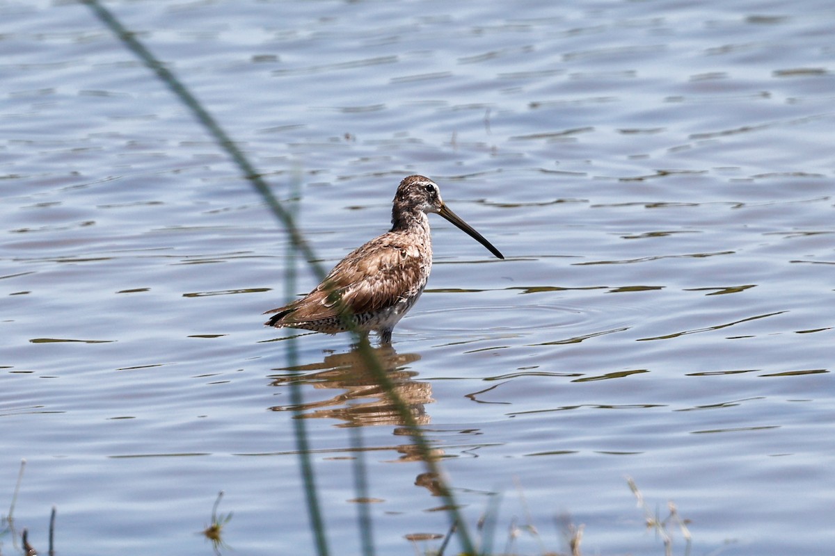Long-billed Dowitcher - ML621046097