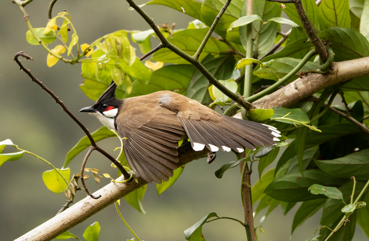 bulbul červenouchý - ML621046141