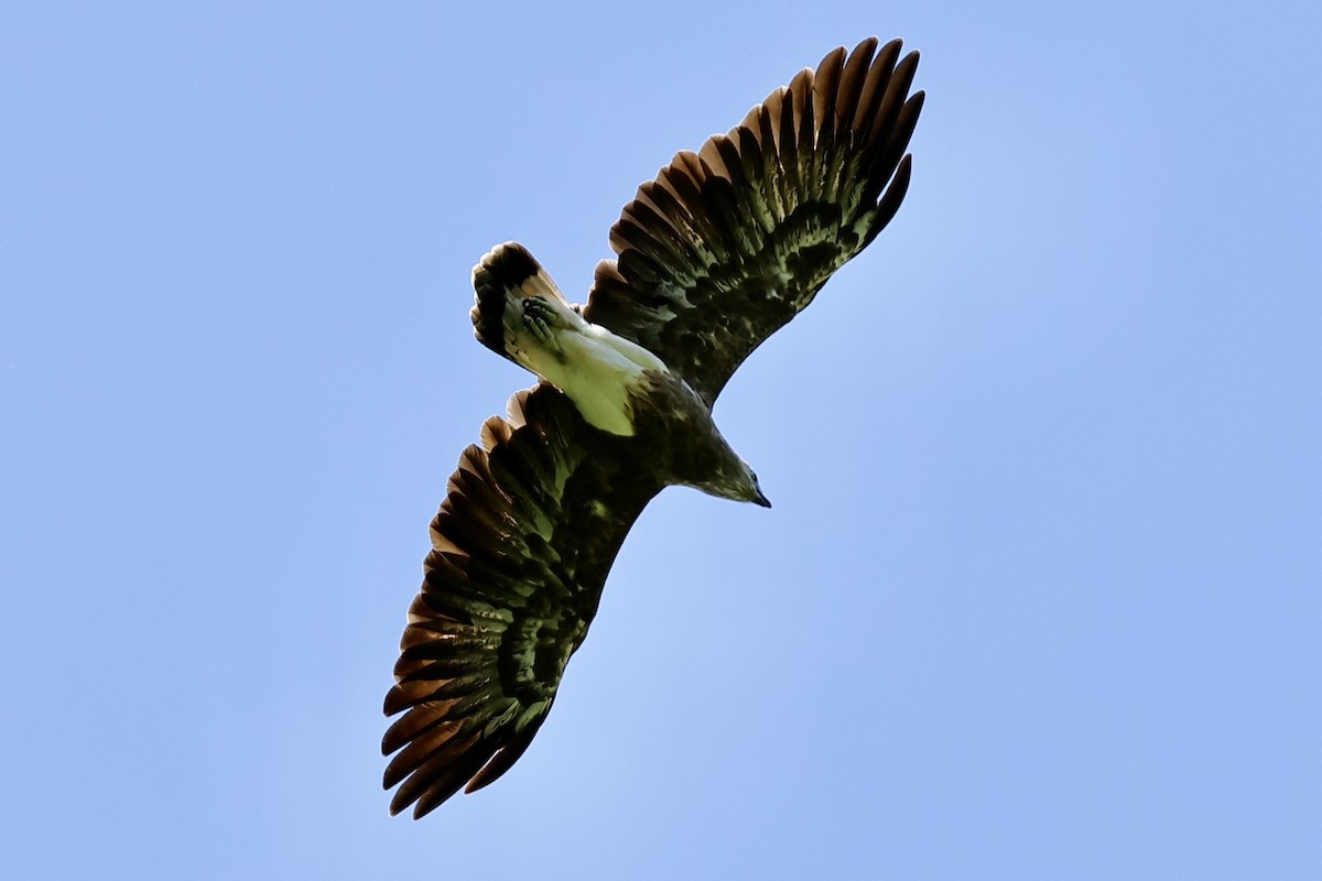 White-bellied Sea-Eagle - Anonymous