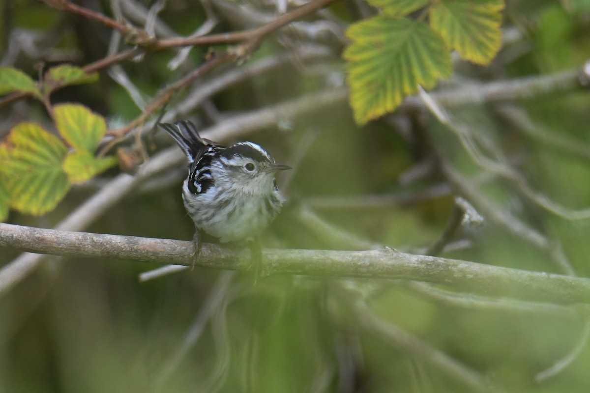 Black-and-white Warbler - ML621046158