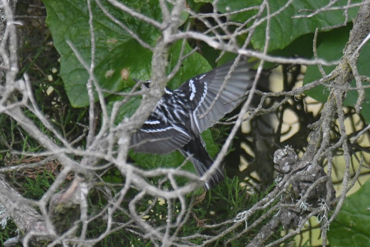 Black-and-white Warbler - ML621046159