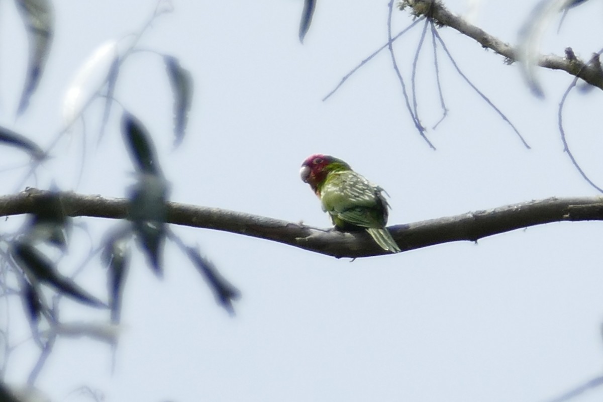 Guayaquil Papağanı - ML621046176