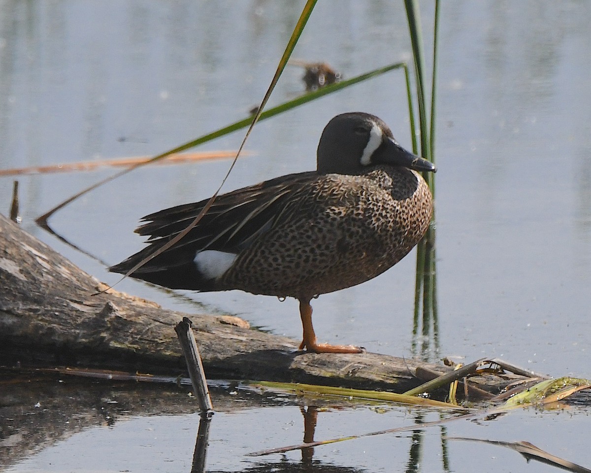 Blue-winged Teal - ML621046178