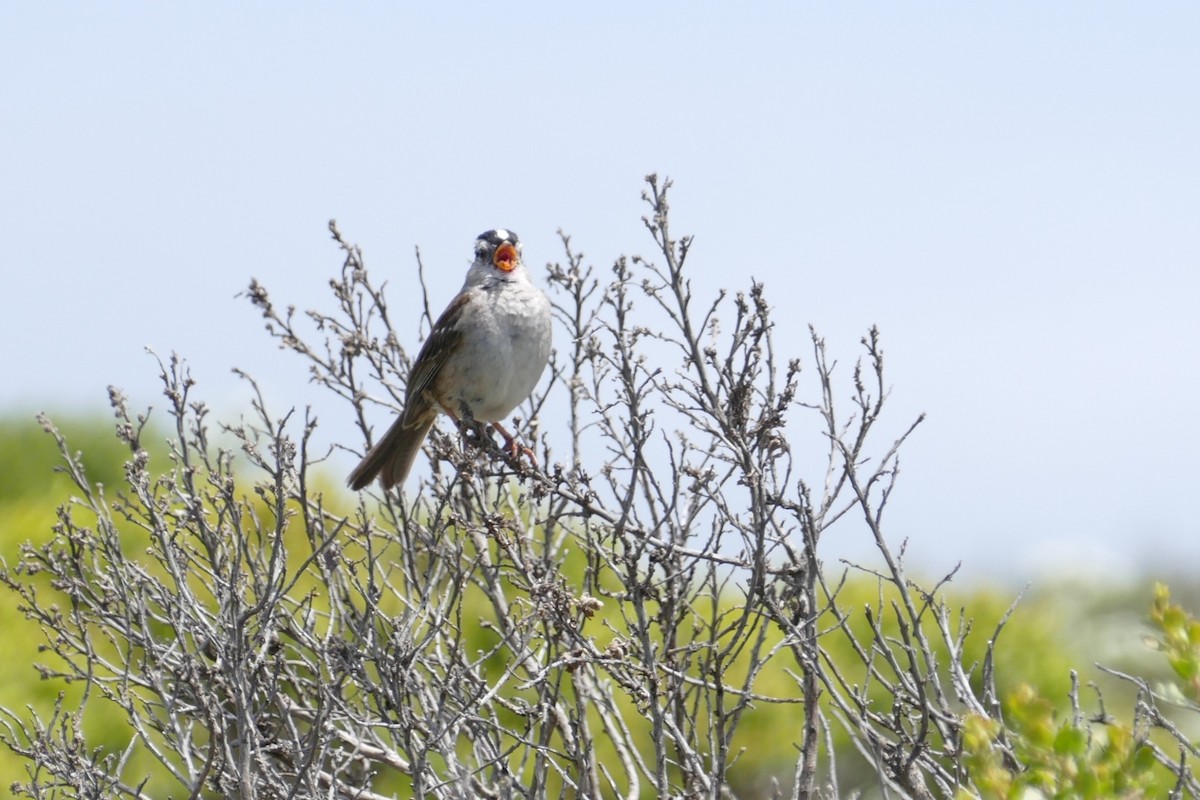 White-crowned Sparrow (Yellow-billed) - ML621046193