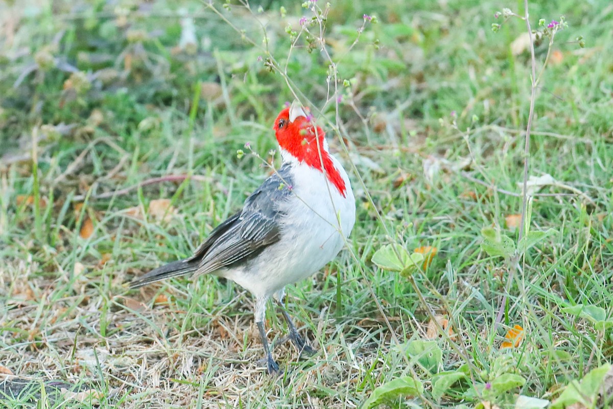 Red-crested Cardinal - ML621046197