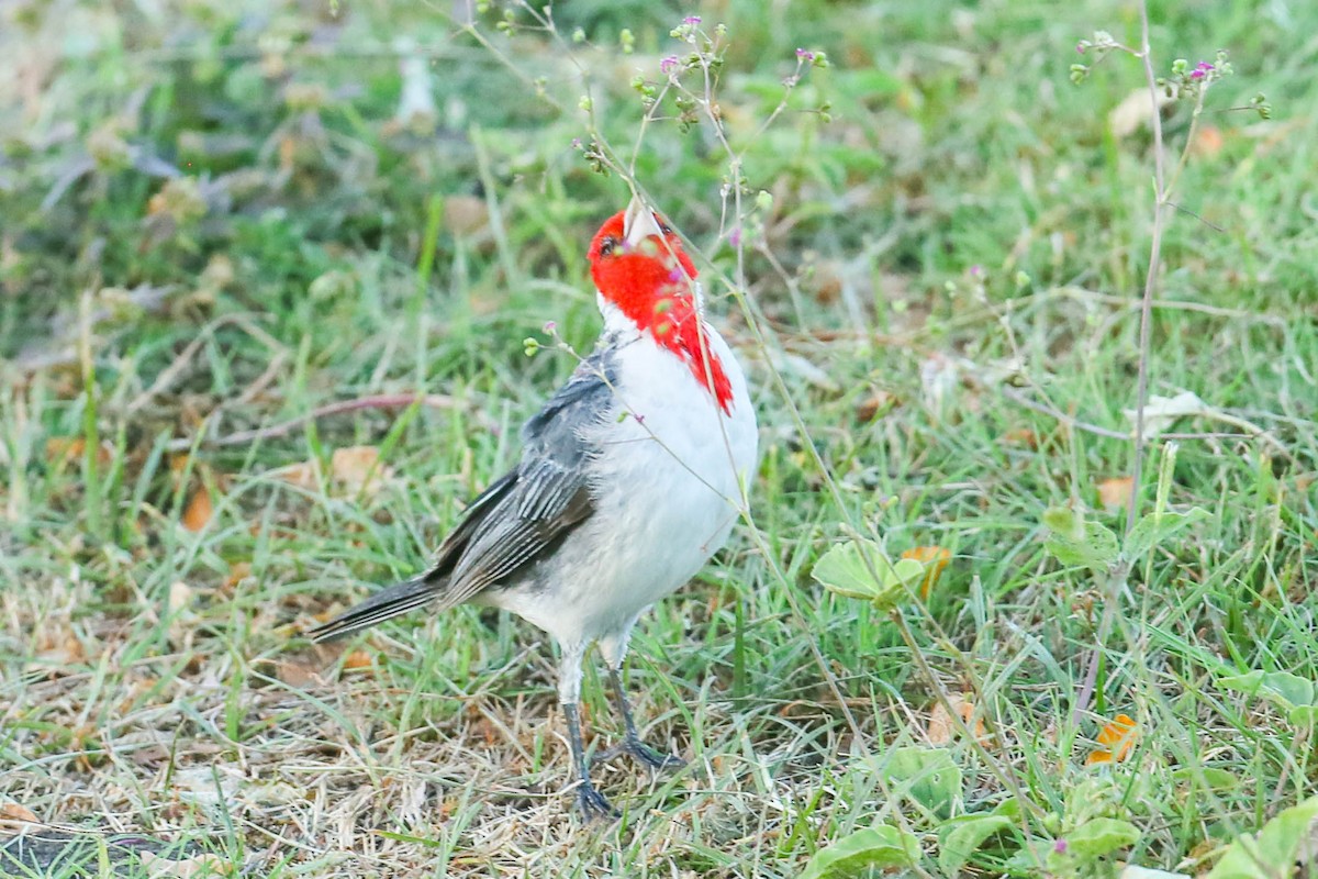 Red-crested Cardinal - ML621046198