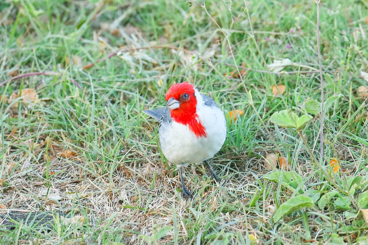 Red-crested Cardinal - ML621046199