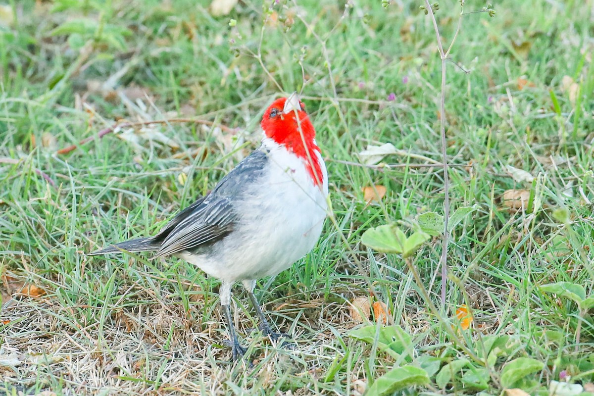 Red-crested Cardinal - ML621046200