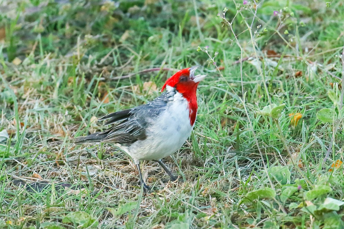 Red-crested Cardinal - ML621046201