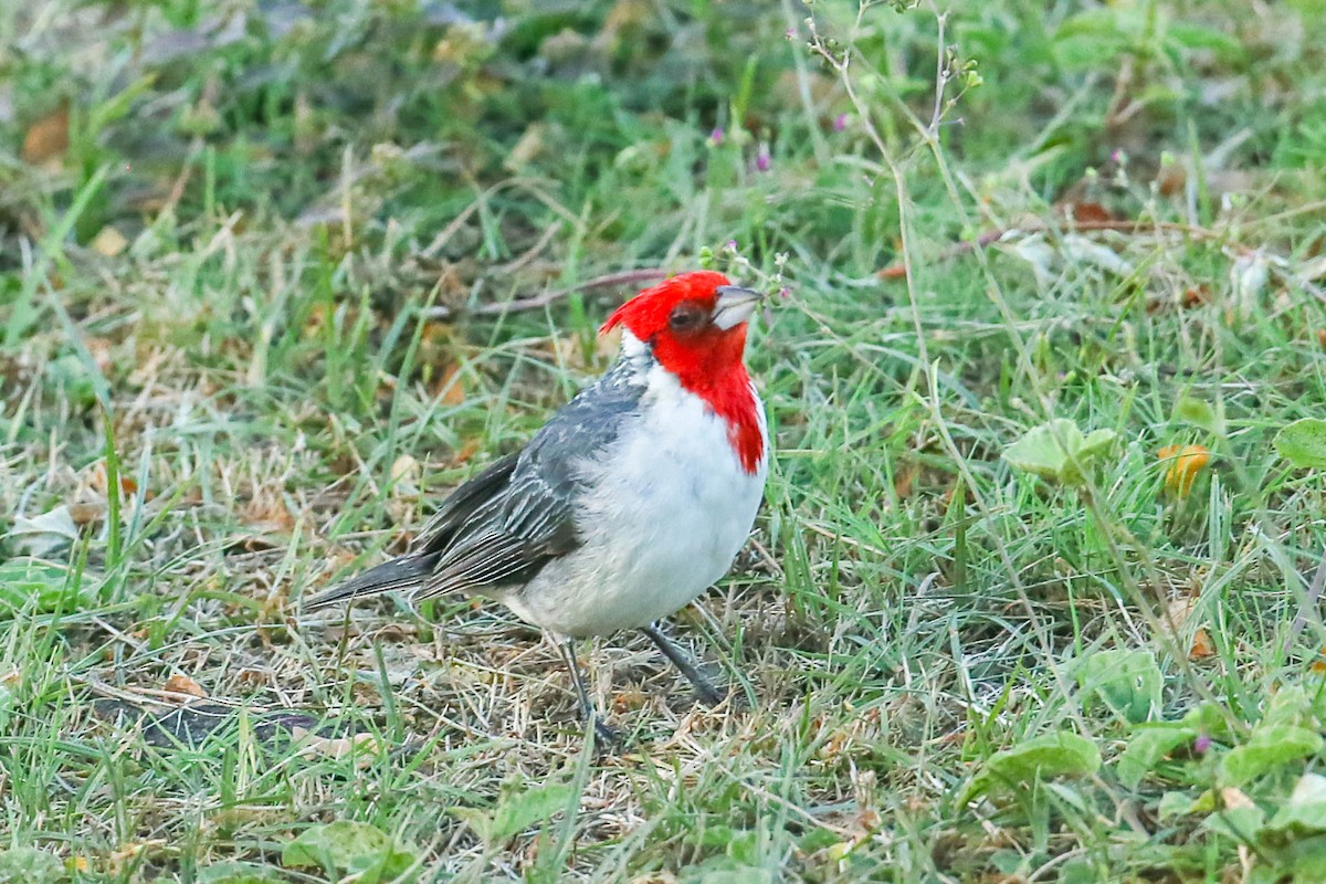 Red-crested Cardinal - ML621046202