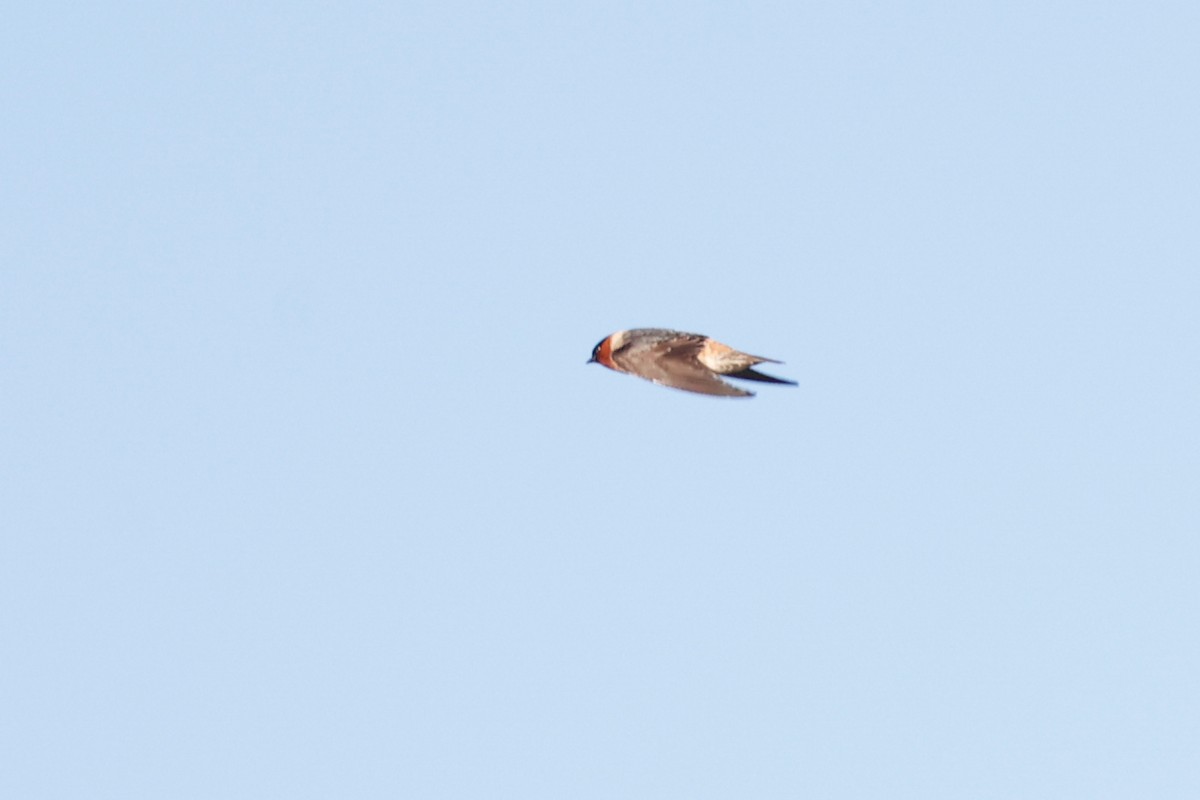 Cave Swallow - ML621046248