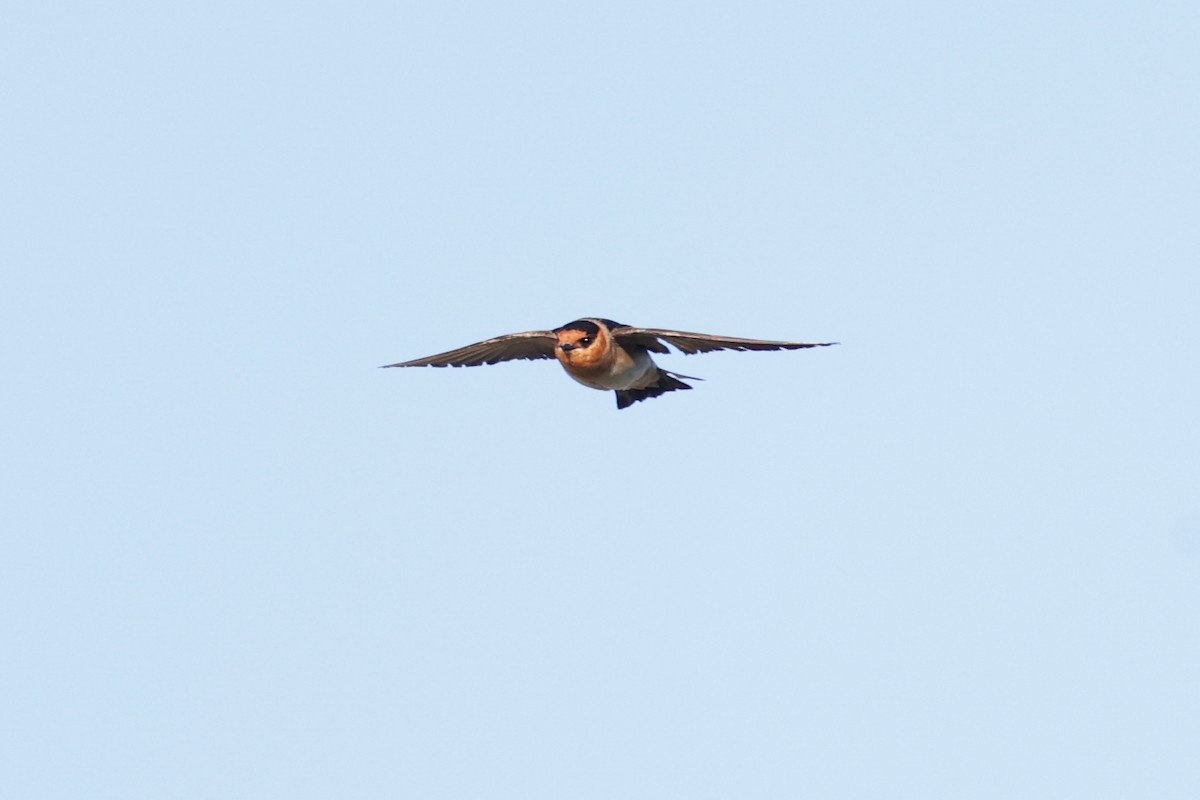 Cave Swallow - ML621046249
