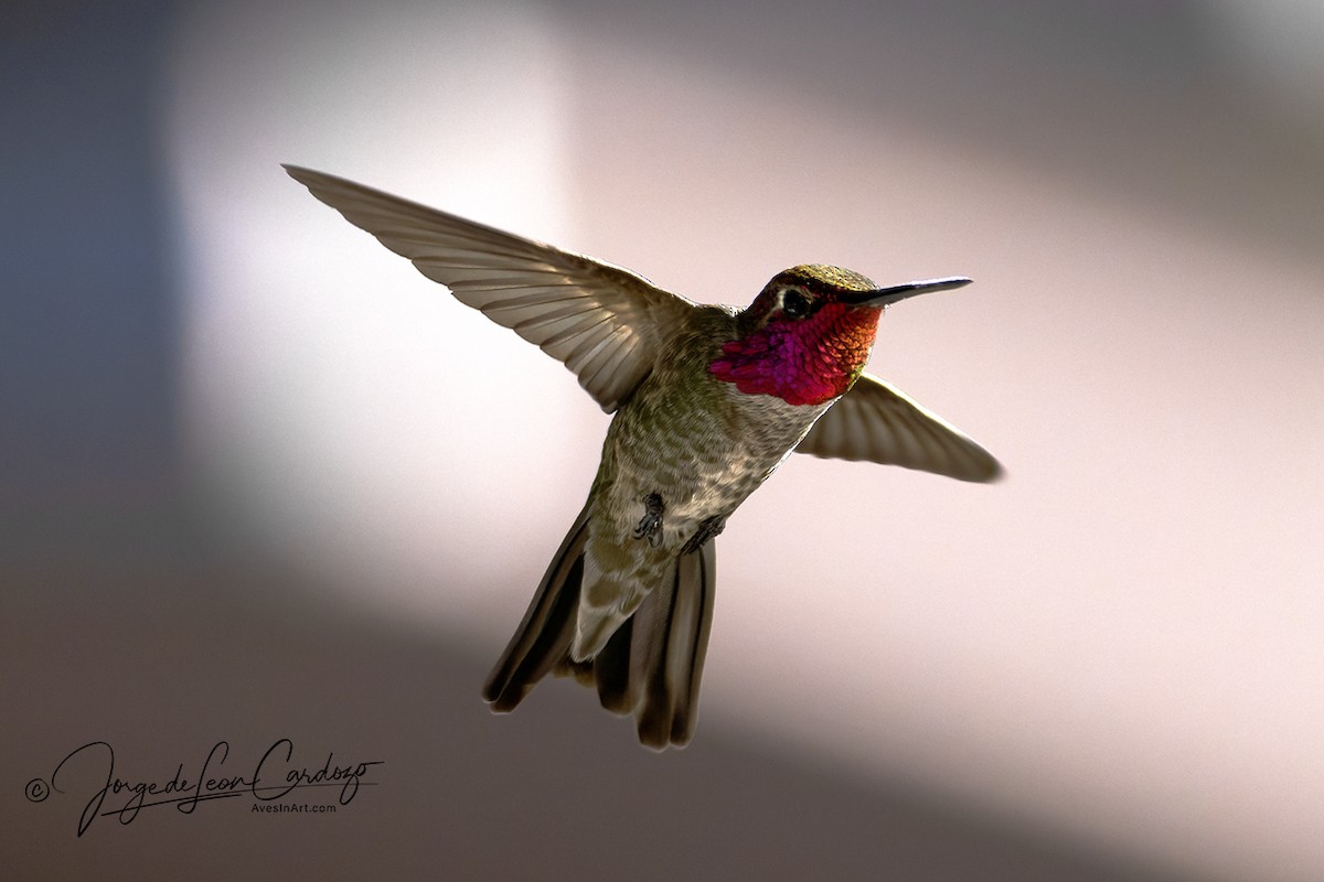 Anna's Hummingbird - ML621046272