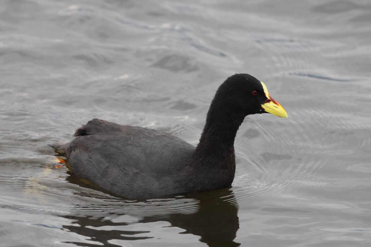 Red-gartered Coot - ML621046277