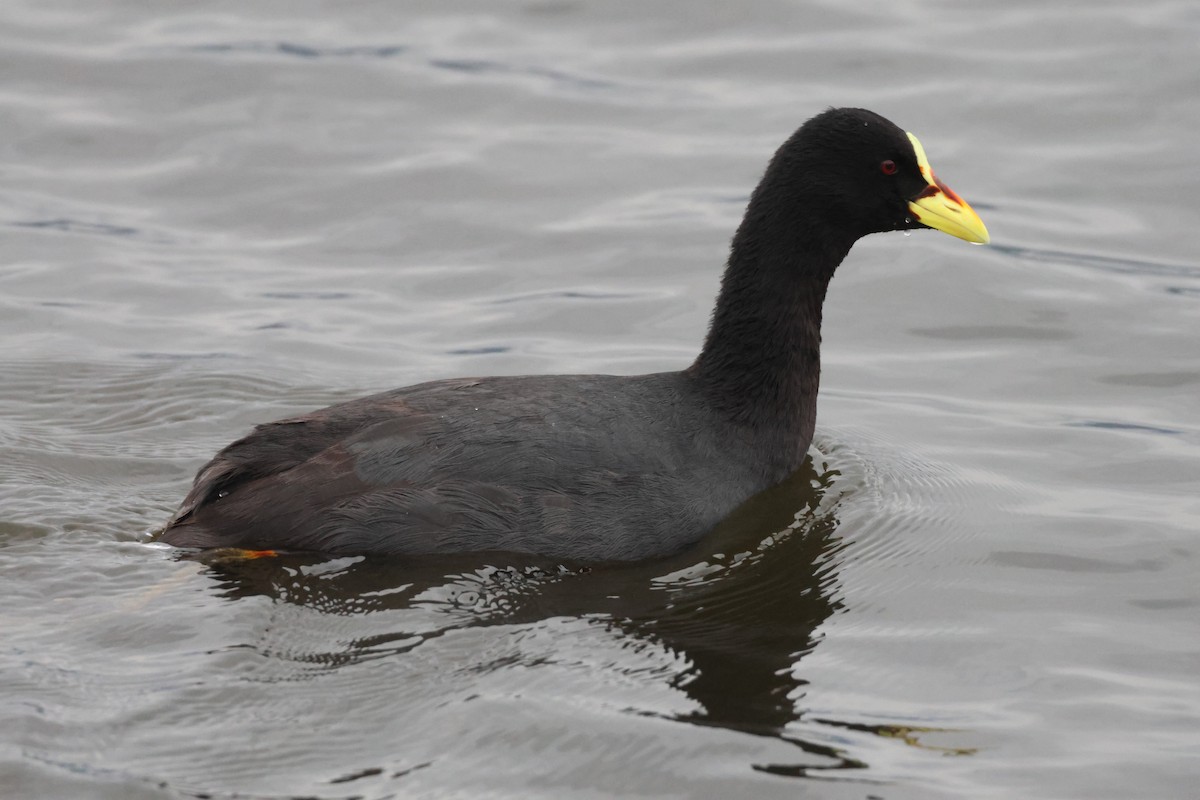 Red-gartered Coot - ML621046278