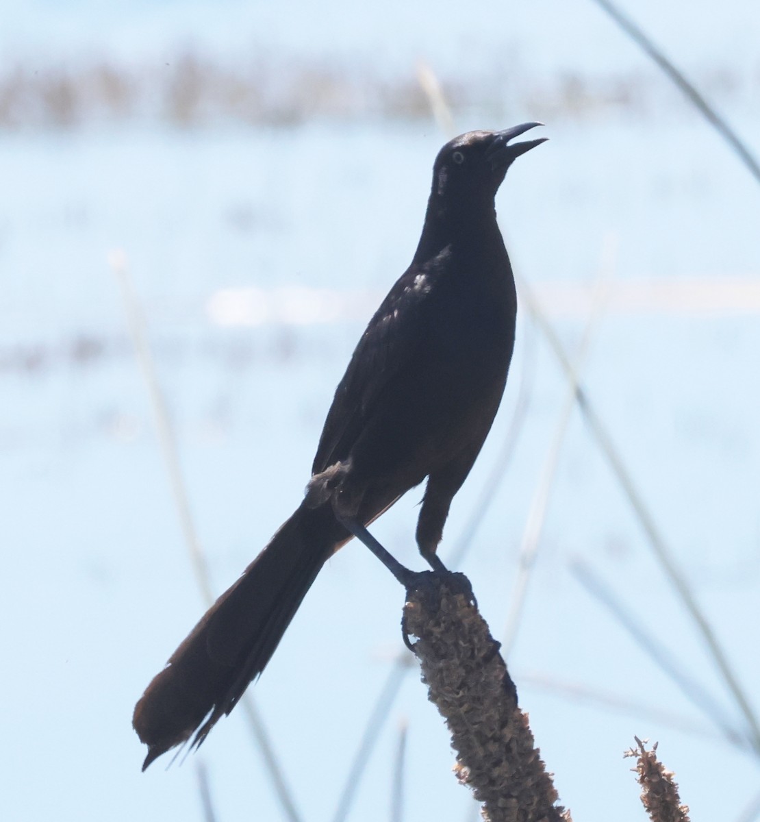 Great-tailed Grackle - ML621046280