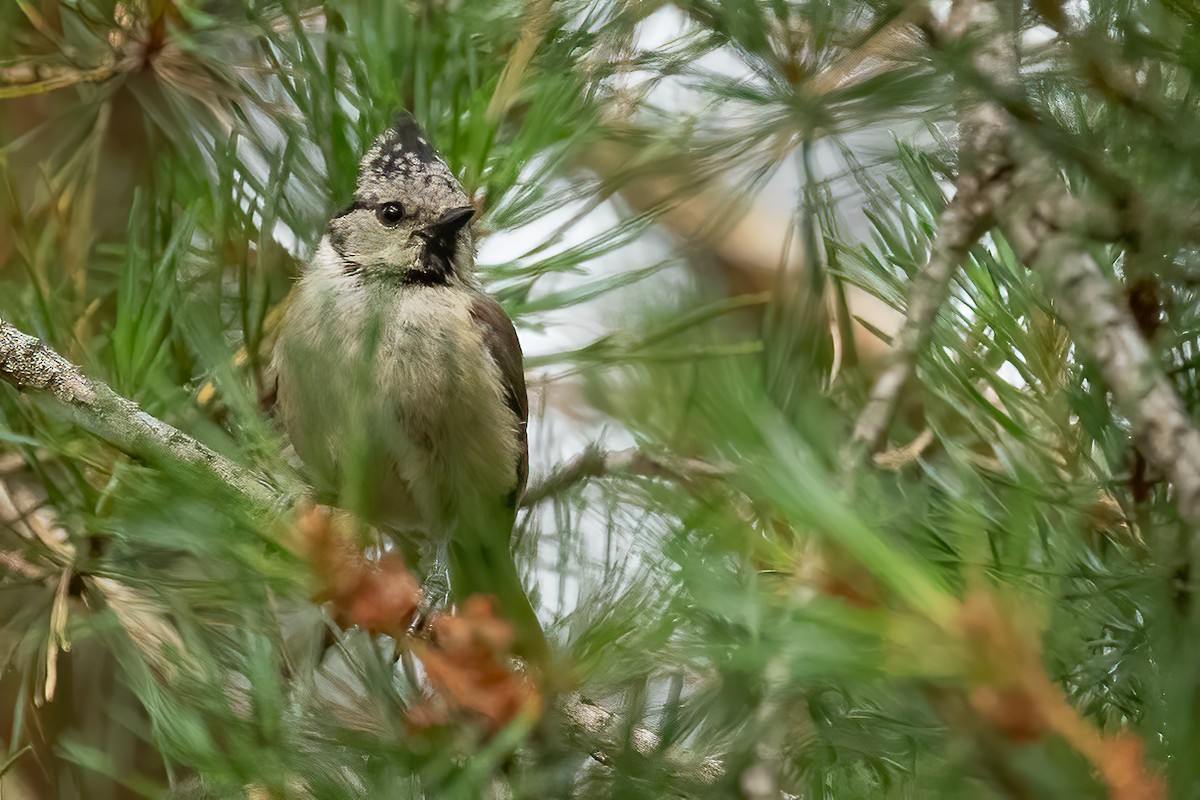 Crested Tit - ML621046283