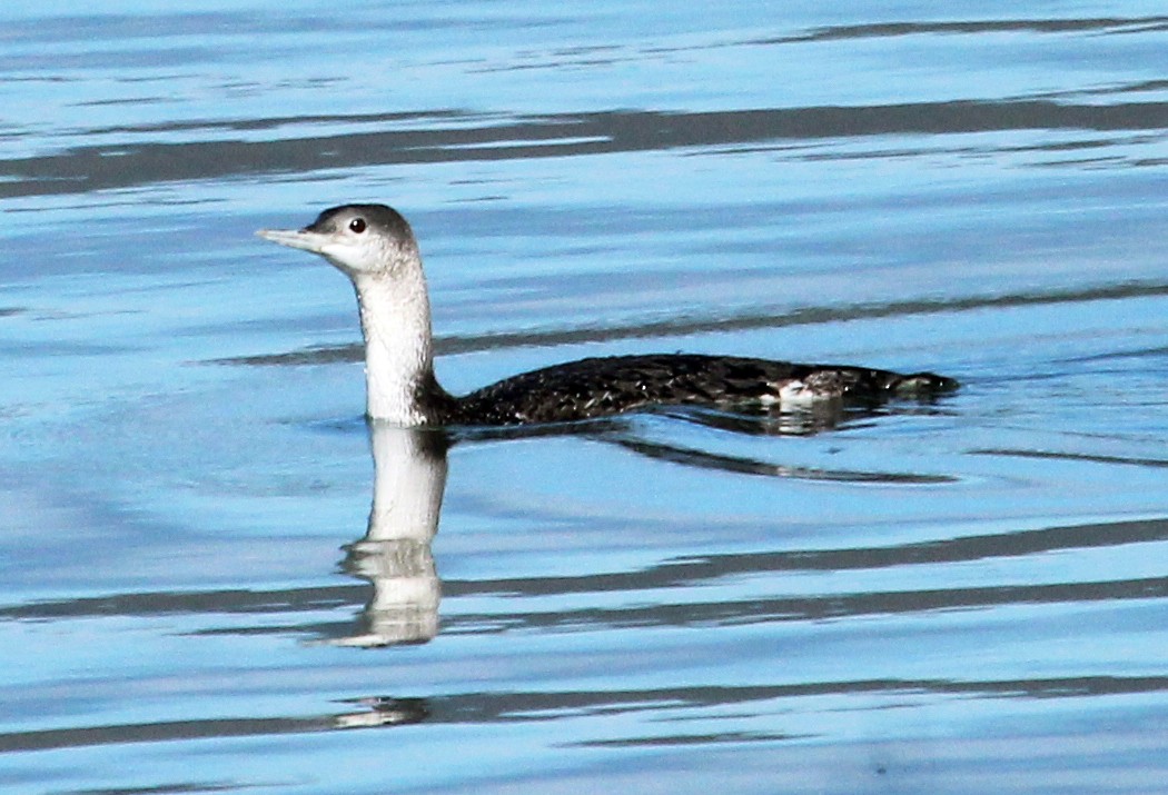Red-throated Loon - ML621046285