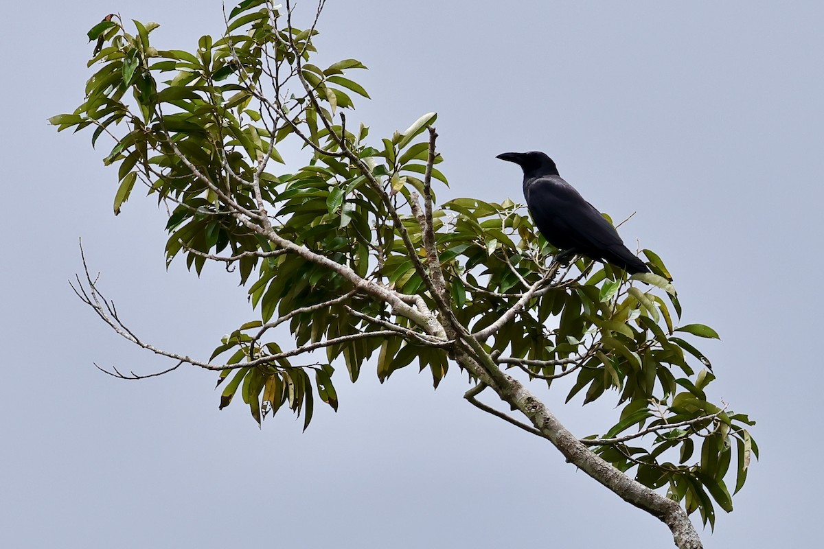 Slender-billed Crow - ML621046291