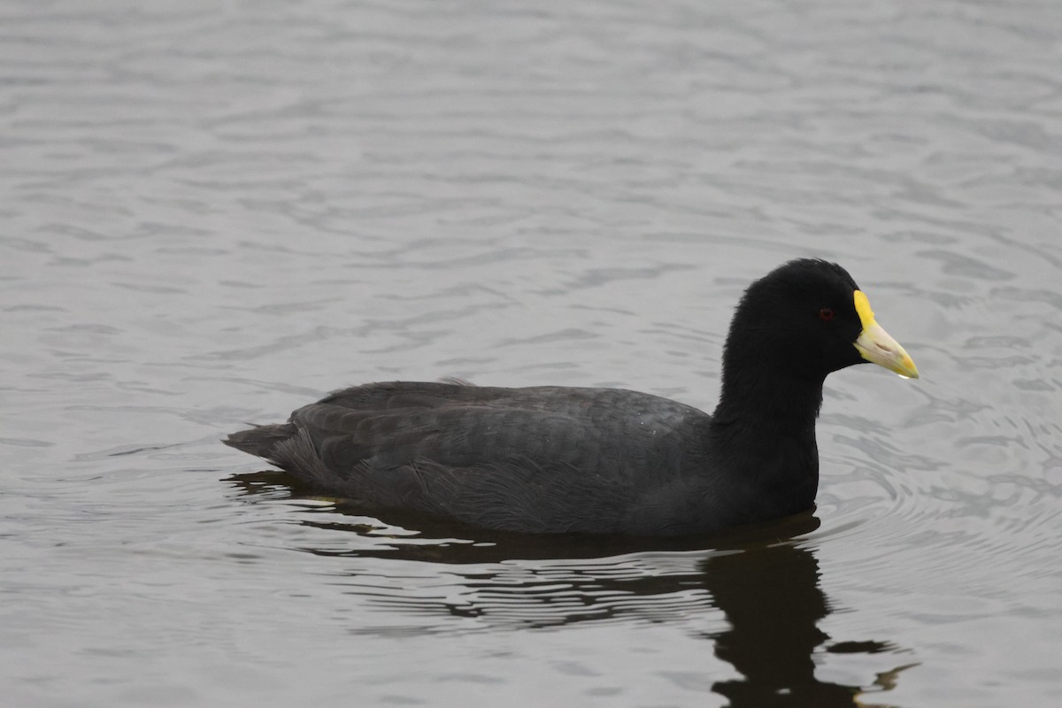 White-winged Coot - ML621046318