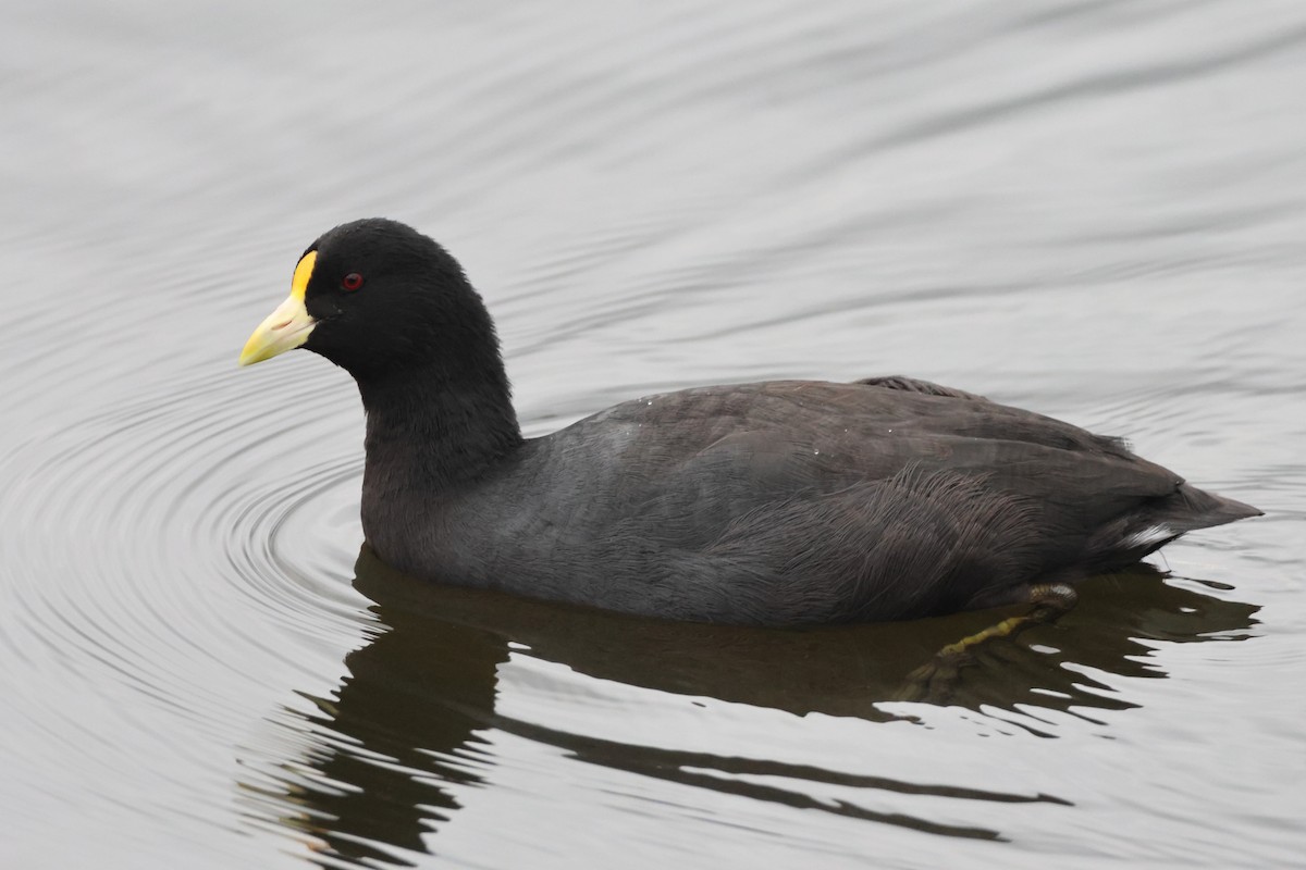 White-winged Coot - ML621046319