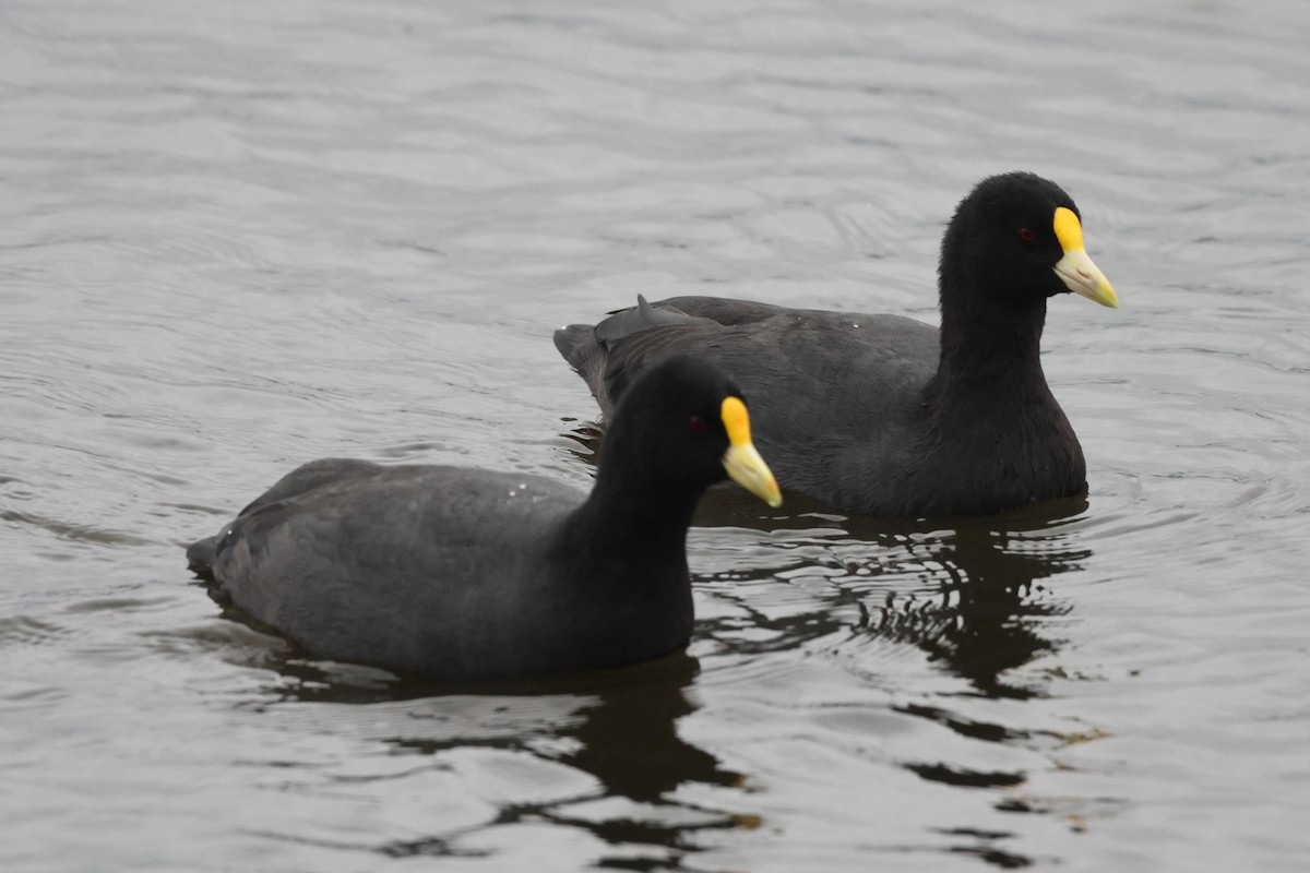 White-winged Coot - ML621046320