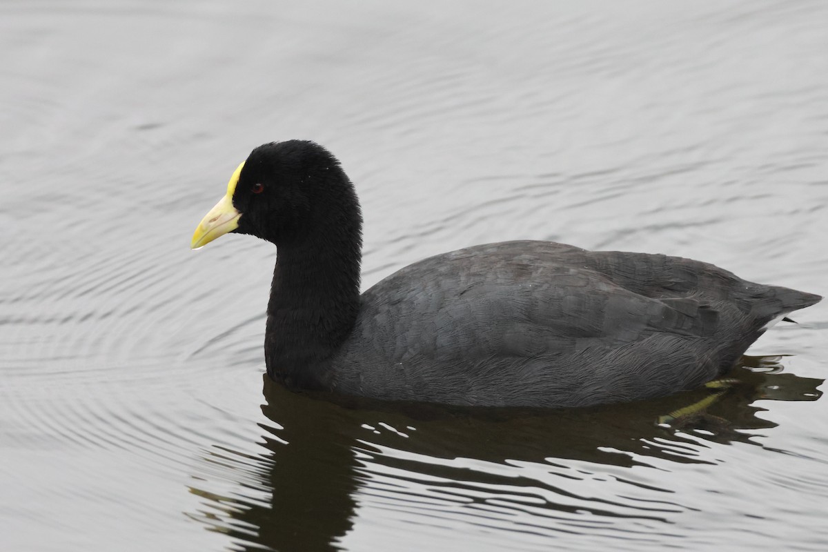 White-winged Coot - ML621046321
