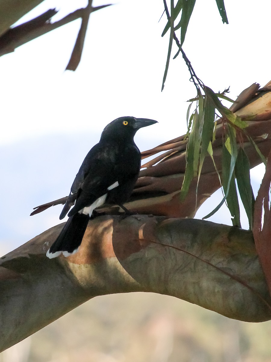 Pied Currawong - ML621046323