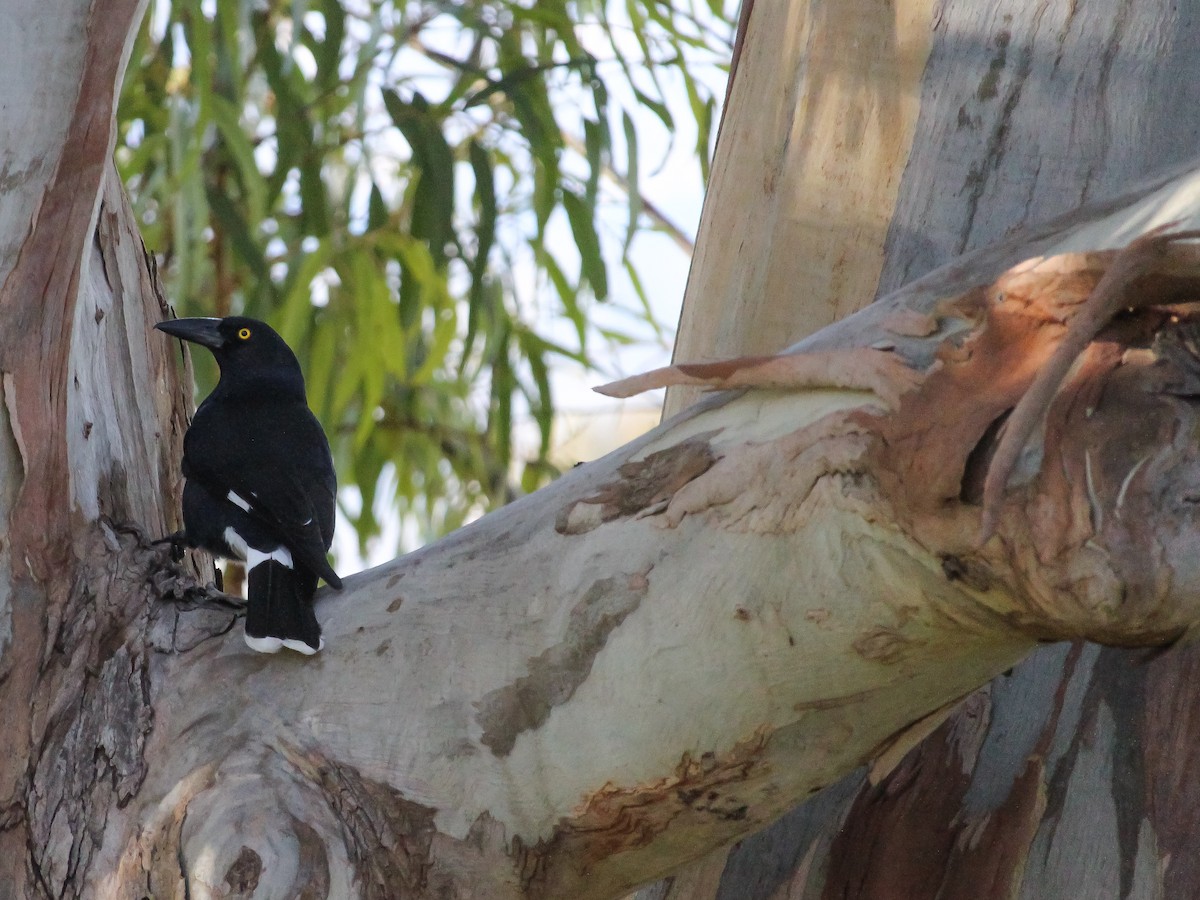 Pied Currawong - ML621046324