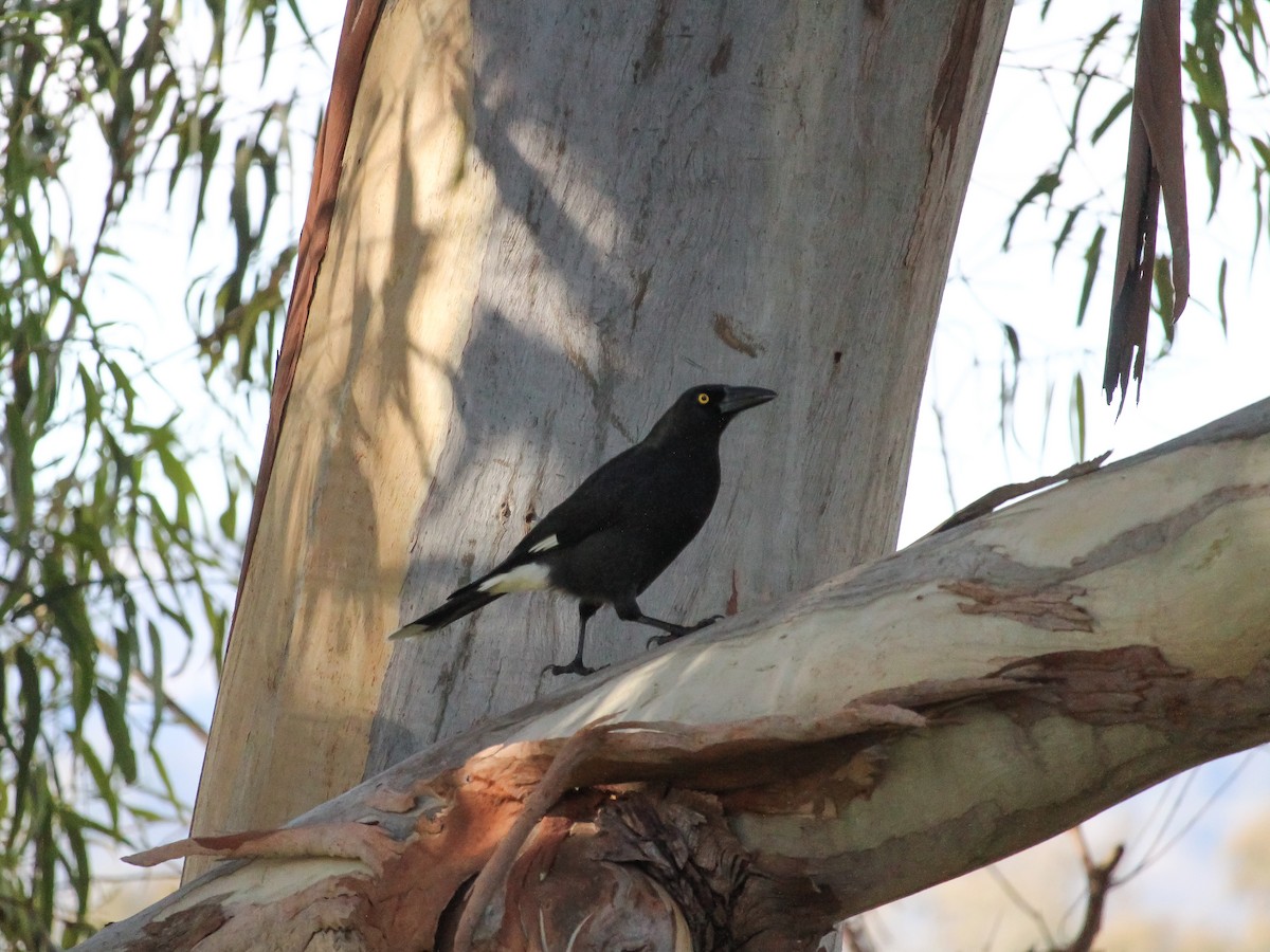 Pied Currawong - ML621046325