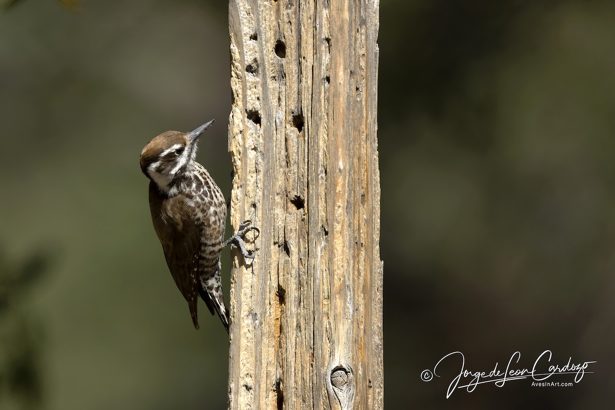 Arizona Woodpecker - Jorge de Leon Cardozo