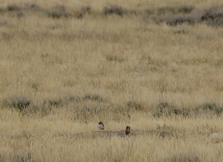 Burrowing Owl - ML621046345