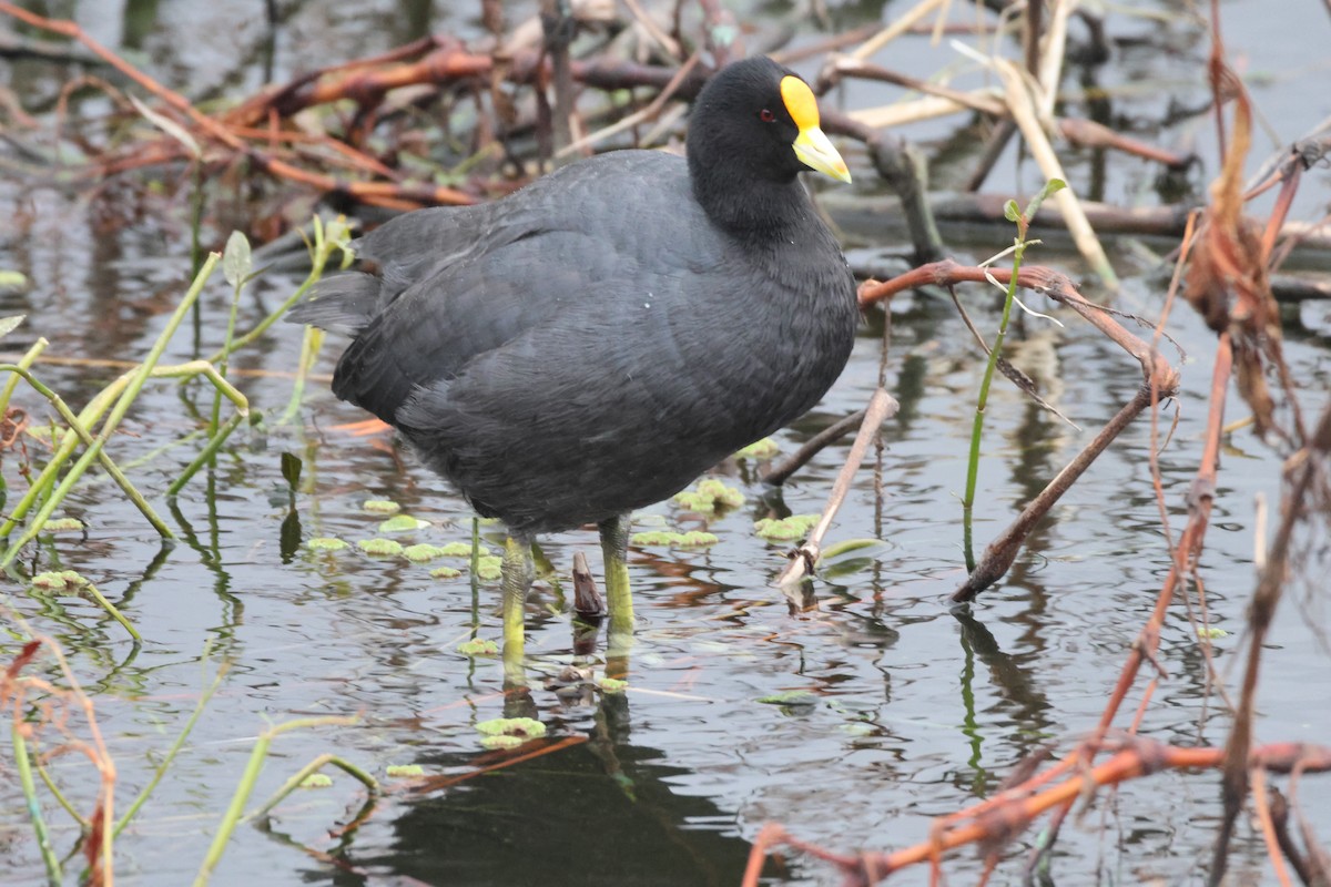 White-winged Coot - ML621046403