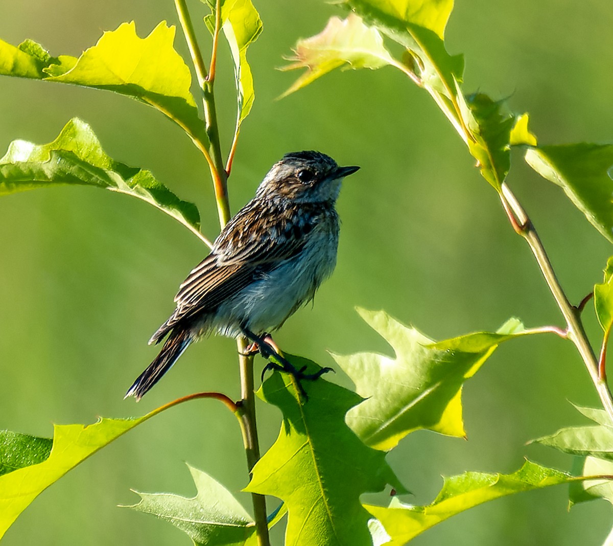 Whinchat - ML621046448