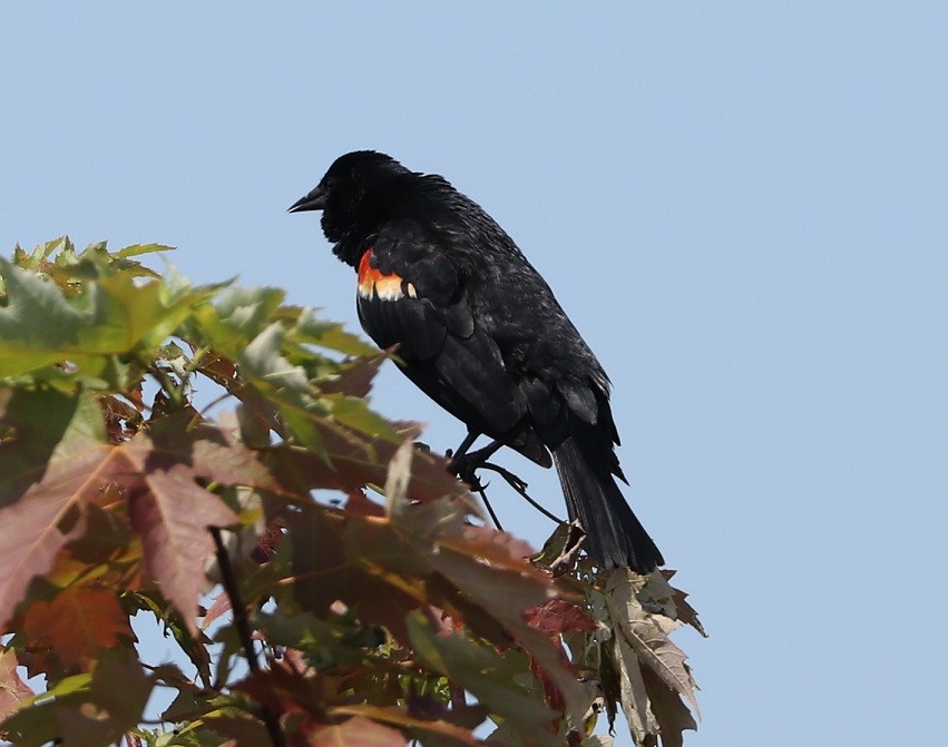 Red-winged Blackbird - ML621046450